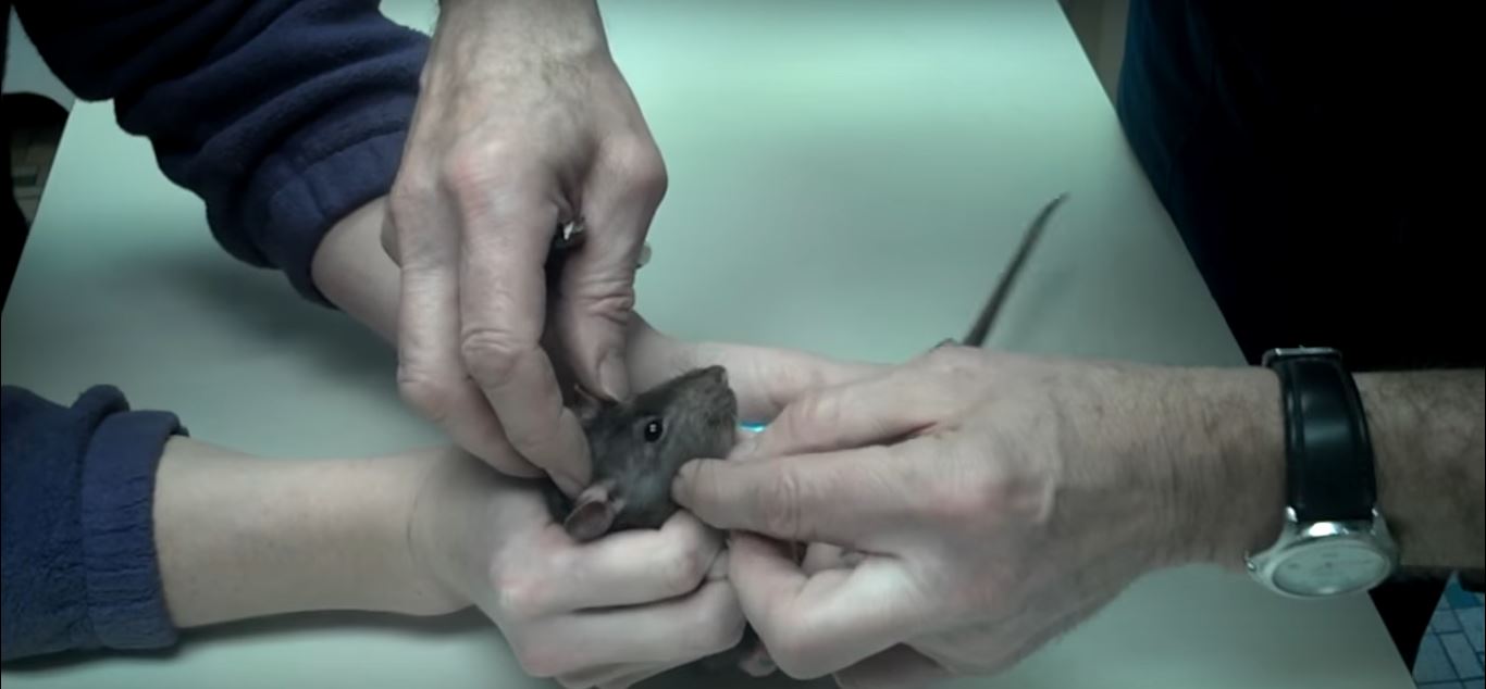 Do Rats Chew Through Your Ceiling?